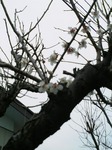 梅