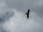 鳶